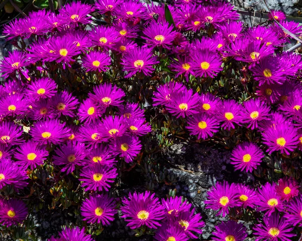 Primo Piano Fiori Alpine Aster Fiore Nei Giardini Del Castello — Foto Stock