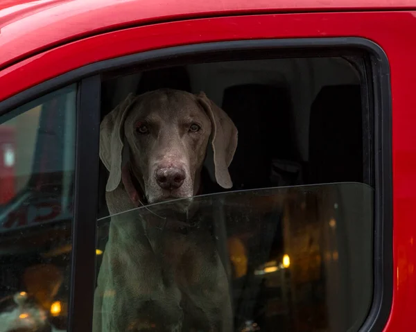 Ваімаринський Собака Дивиться Вікно Машини — стокове фото