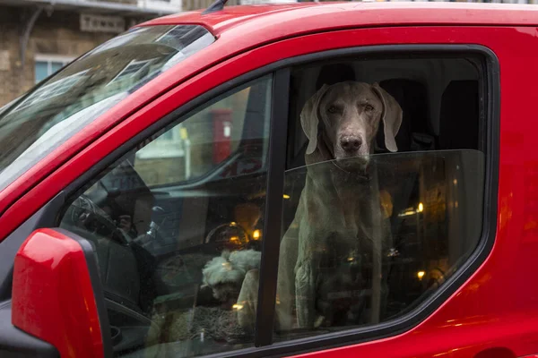 Ваімаринський Собака Дивиться Вікно Машини — стокове фото