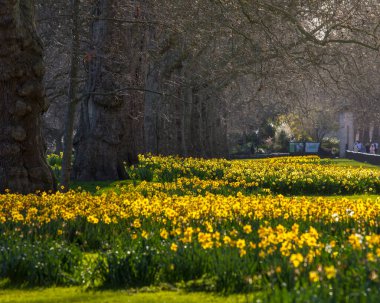 London, UK - March 17th 2022: The beautiful Daffodils in St. Jamess Park during Springtime in London, UK. 