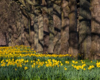 Londra, İngiltere - 8 Mart 2022: Londra 'daki Baharda St. Jamess Park' taki güzel nergisler. 