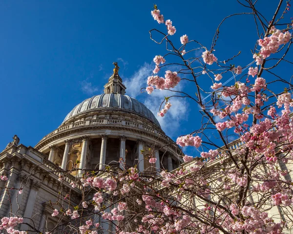 英国伦敦春天 透过一棵美丽的花树仰望圣保罗大教堂的圆顶 — 图库照片