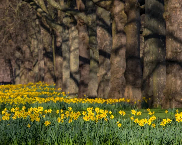 Londres Reino Unido Março 2022 Belos Daffodils Jamess Park Durante — Fotografia de Stock
