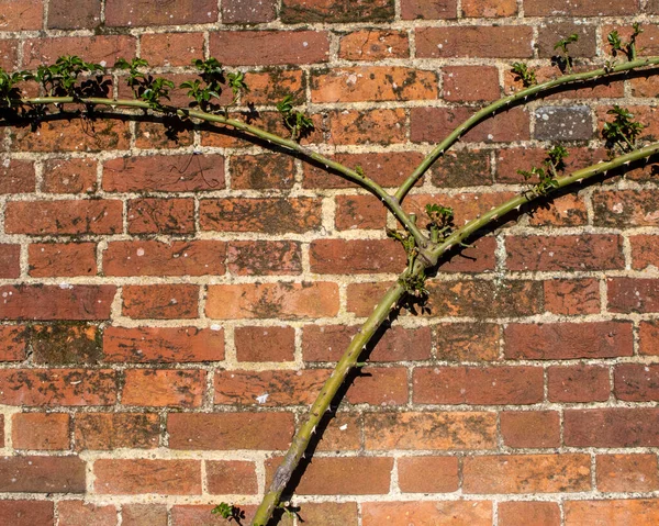 Abstract View Rose Vine Stem Brick Wall — Foto de Stock