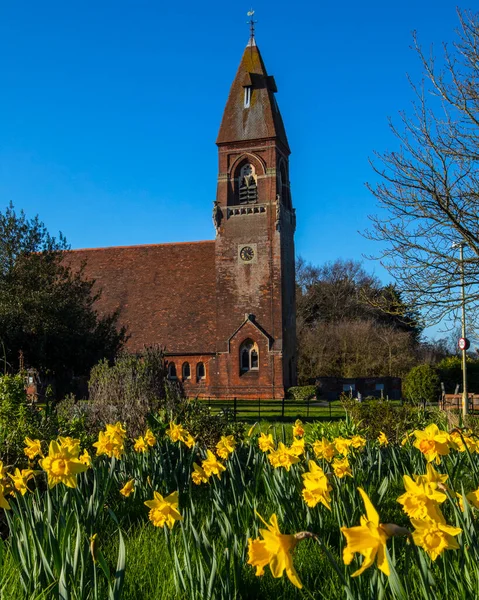 View Spring Daffodils John Evangelist Church Village Ford End Essex — 스톡 사진