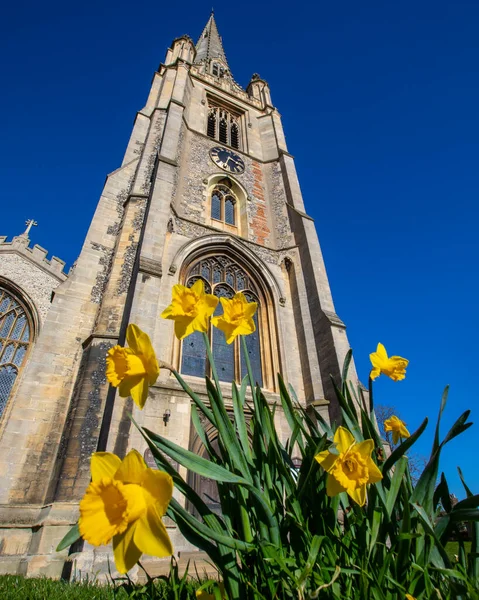 Lovely View Springtime Marys Church Daffodils Town Saffron Walden Essex — Stockfoto