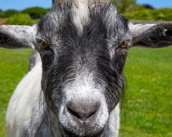 Close Goat Looking Camera — Stock Photo, Image