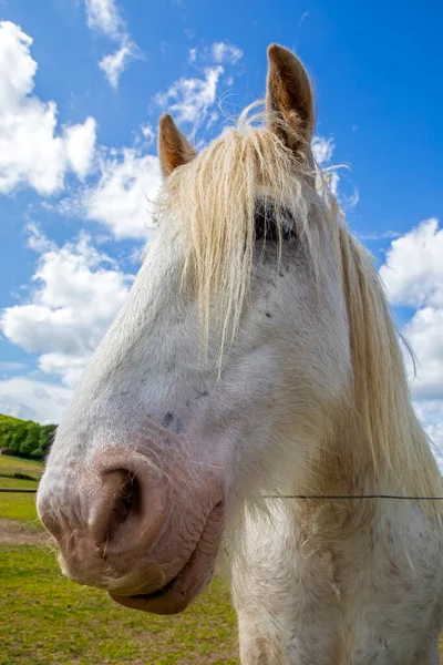 Close Cavalo Shire Olhando Para Câmera — Fotografia de Stock