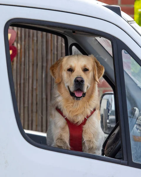 Собака Дивиться Вікна Автомобіля — стокове фото