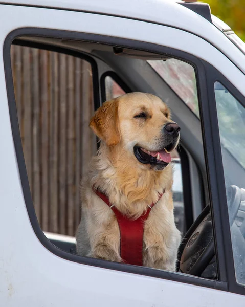 A dog looking out of a car window.