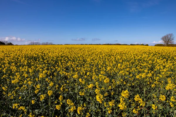 Красивые Желтые Цветы Поля Рапса Норфолке Великобритания — стоковое фото