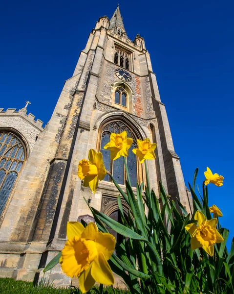 Gyönyörű Kilátás Tavasszal Szent Mária Templom Nárciszokkal Város Saffron Walden Stock Fotó