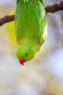 Londra 'nın merkezinde yeşil bir muhabbet kuşu..