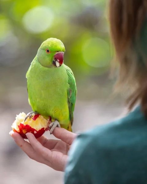 Een Prachtig Groen Parakeet Een Centrum Van Londen Park — Stockfoto