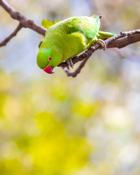 Ένα Όμορφο Πράσινο Parakeet Ένα Κεντρικό Πάρκο Του Λονδίνου — Φωτογραφία Αρχείου