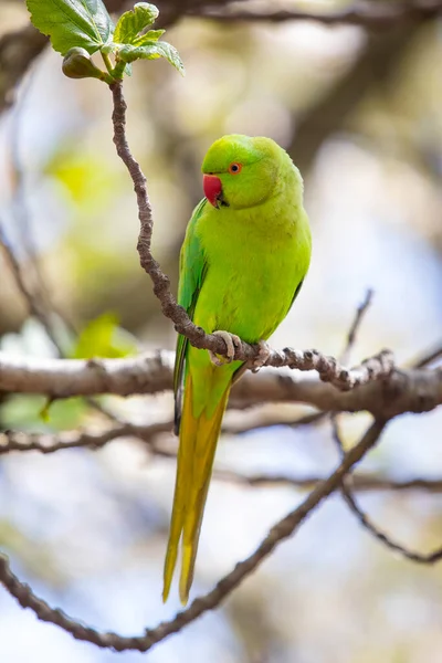 Krásný Zelený Papoušek Centru Londýna — Stock fotografie