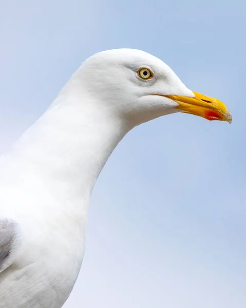 Close Van Een Meeuw Afgebeeld Badplaats Scarborough North Yorkshire — Stockfoto