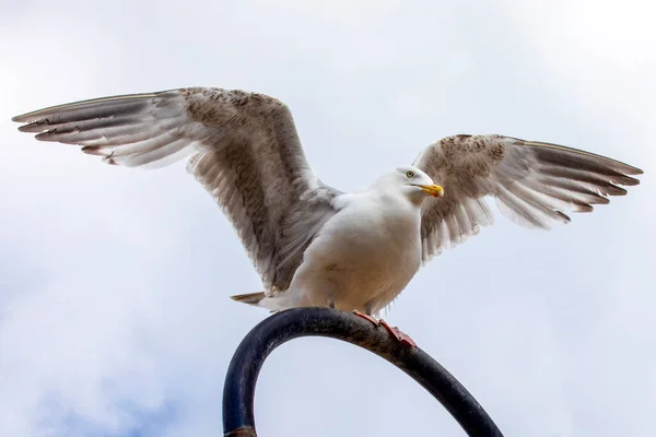 Seagull Pictured Seaside Town Scarborough North Yorkshire — Stockfoto