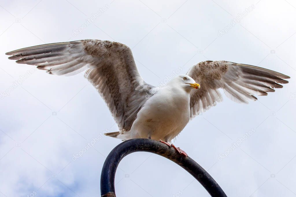 A seagull, pictured in the seaside town of Scarborough in North Yorkshire, UK.