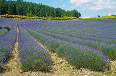 Bölgede açan mor lavanta çiçeği Provence - Alpler - Gök mavisi                              