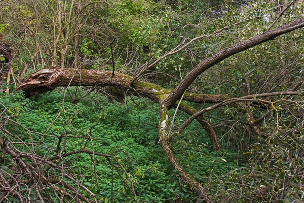 Gammalt Vindpinat Träd Skogssnår Ovanför Ravinen — Stockfoto