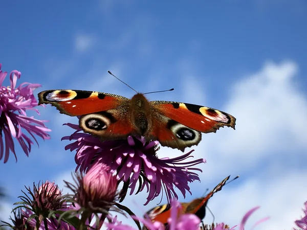 butterfy bir çiçek