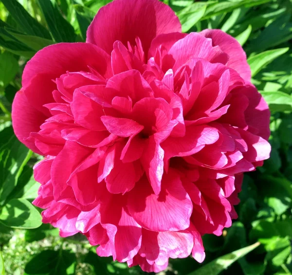 Flowering Peony — Stock Photo, Image