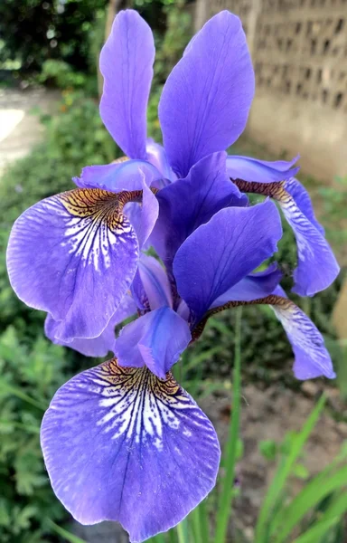 Blauwe Iris — Stockfoto