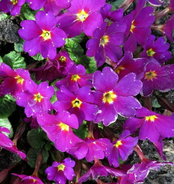Flaurishing primroses — Stock Photo, Image