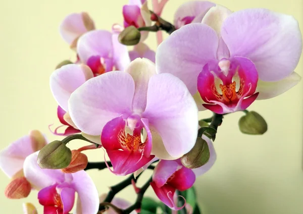 White and pink orchid — Stock Photo, Image