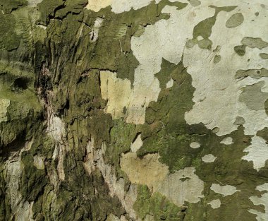 Çınar ağacı kabuğu