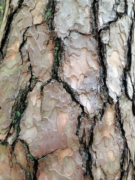 treebark soyut desenler