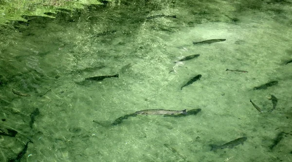 Trucha en agua verde — Foto de Stock