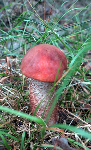 Съедобные казачьи грибы — стоковое фото