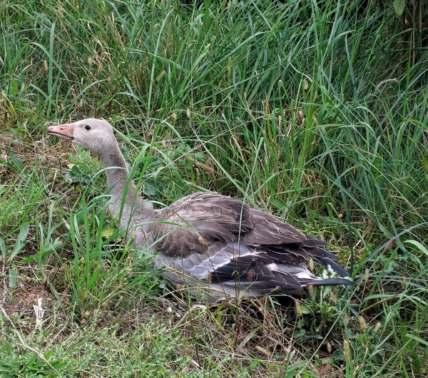Greylag Kaz