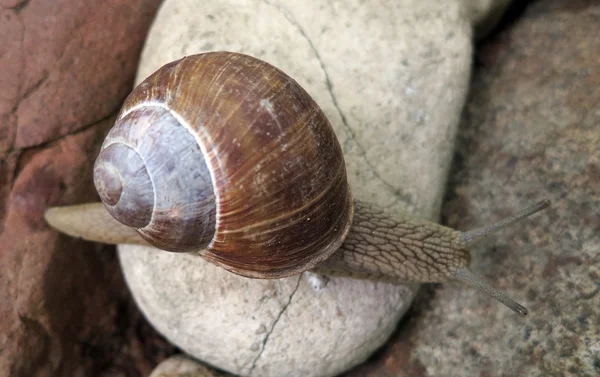 Salyangoz bir taş (Helix pomatia)