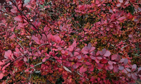 Barberry, magenta background — Stock Photo, Image