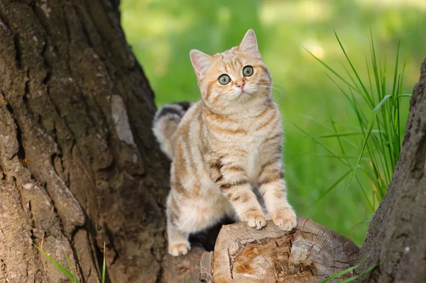 Marmeren Britse kat Stockfoto