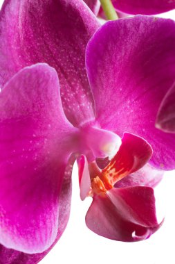 grava grisPhalaenopsis