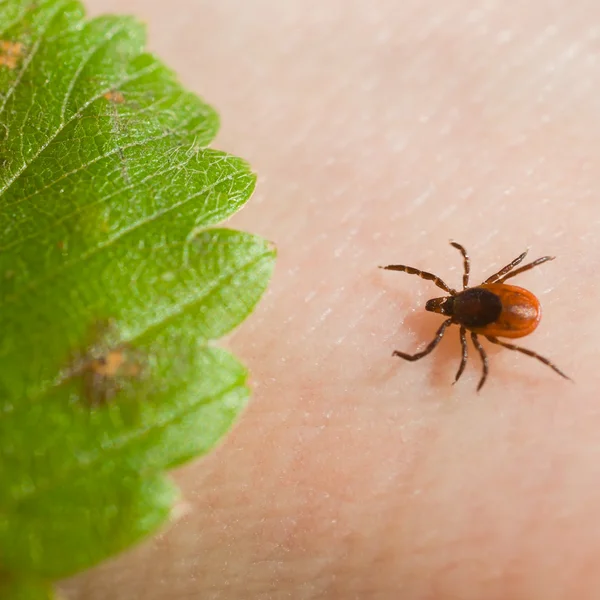 Ixodes scapularis — Foto de Stock