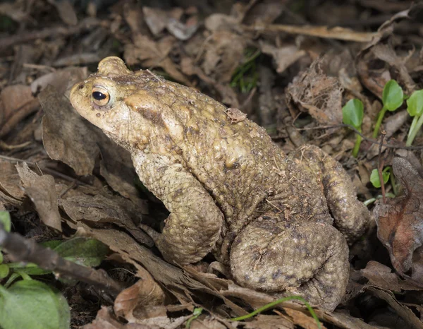 Vanlig padda — Stockfoto