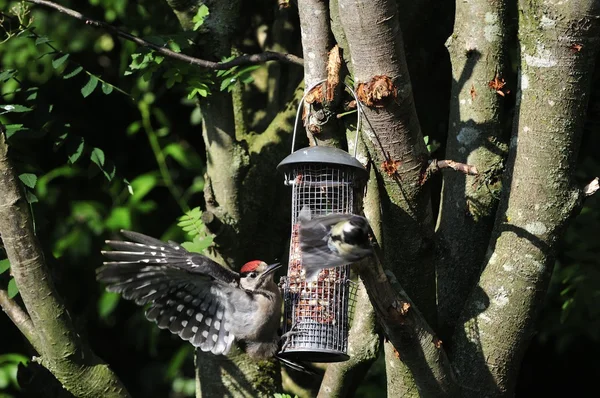 Woodpecker feeding on peanuts. — Stock Photo, Image