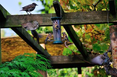 Üç Saka kuşu besleme.