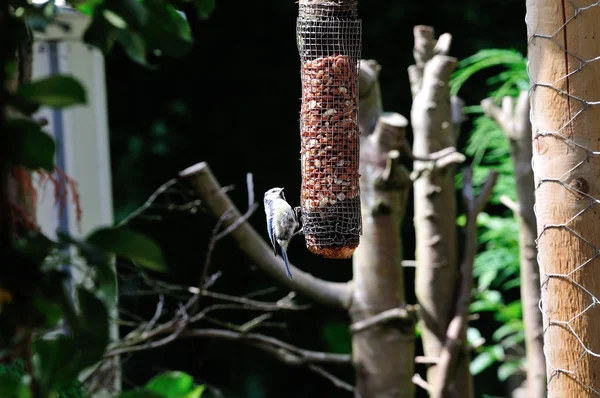 ピーナッツを食べて bluetit. — ストック写真