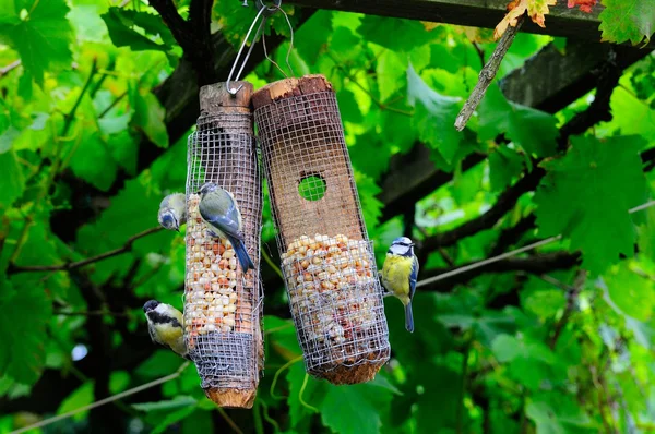 Bluetits and a Great tit feeding on peanuts. — Stock Photo, Image