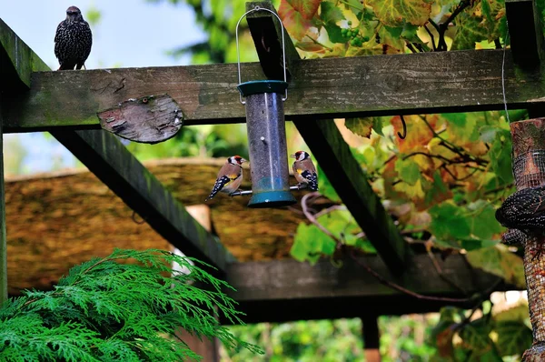 Two Goldfinch feeding. — Stock Photo, Image