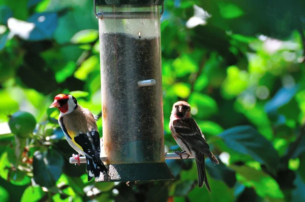 Finches alimentándose . — Foto de Stock