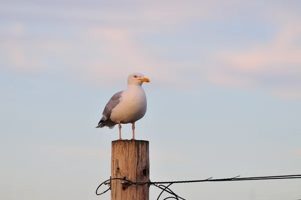 Large Herring Gull. — Stock Photo, Image