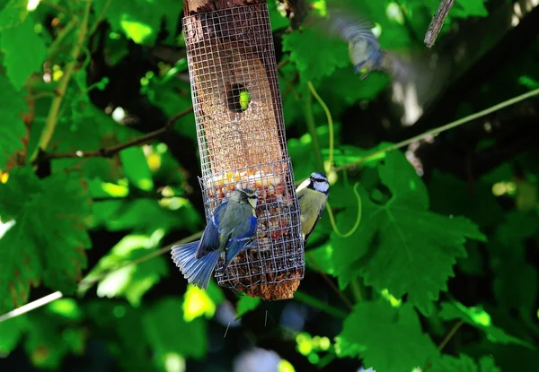 Aggresive behaviour of a Bluetit. — Stock Photo, Image