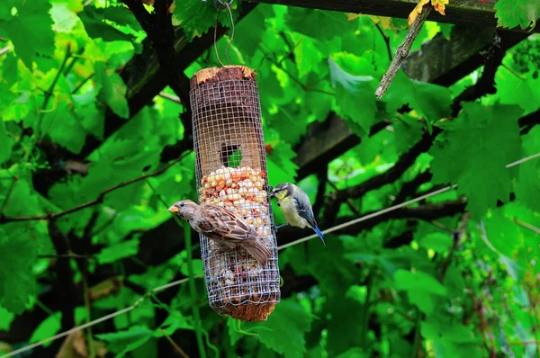 Gråsparven och bluetit. — Stockfoto